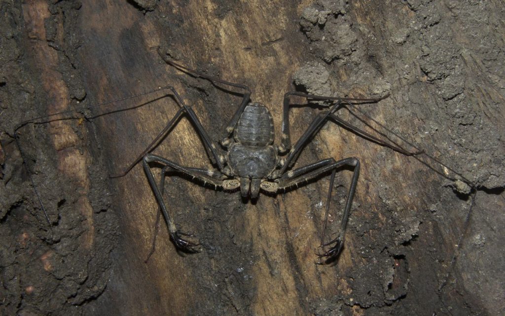 Tailless whip scorpions, Amblypygi sp, Phrynichidae, Neyyar wildlife sanctuary, India