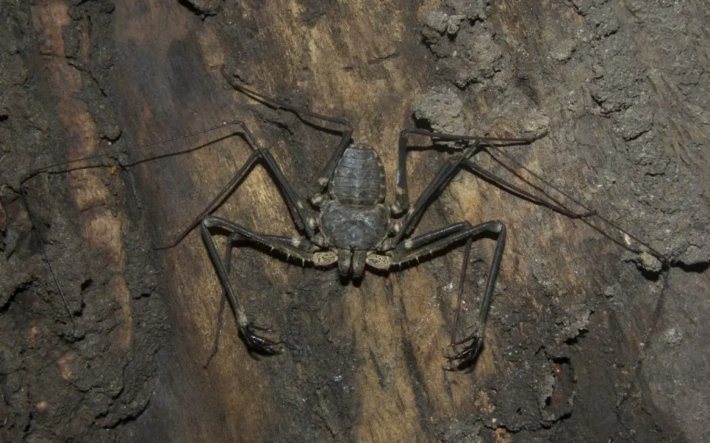 Tailless whip scorpions, Amblypygi sp, Phrynichidae, Neyyar wildlife sanctuary, India