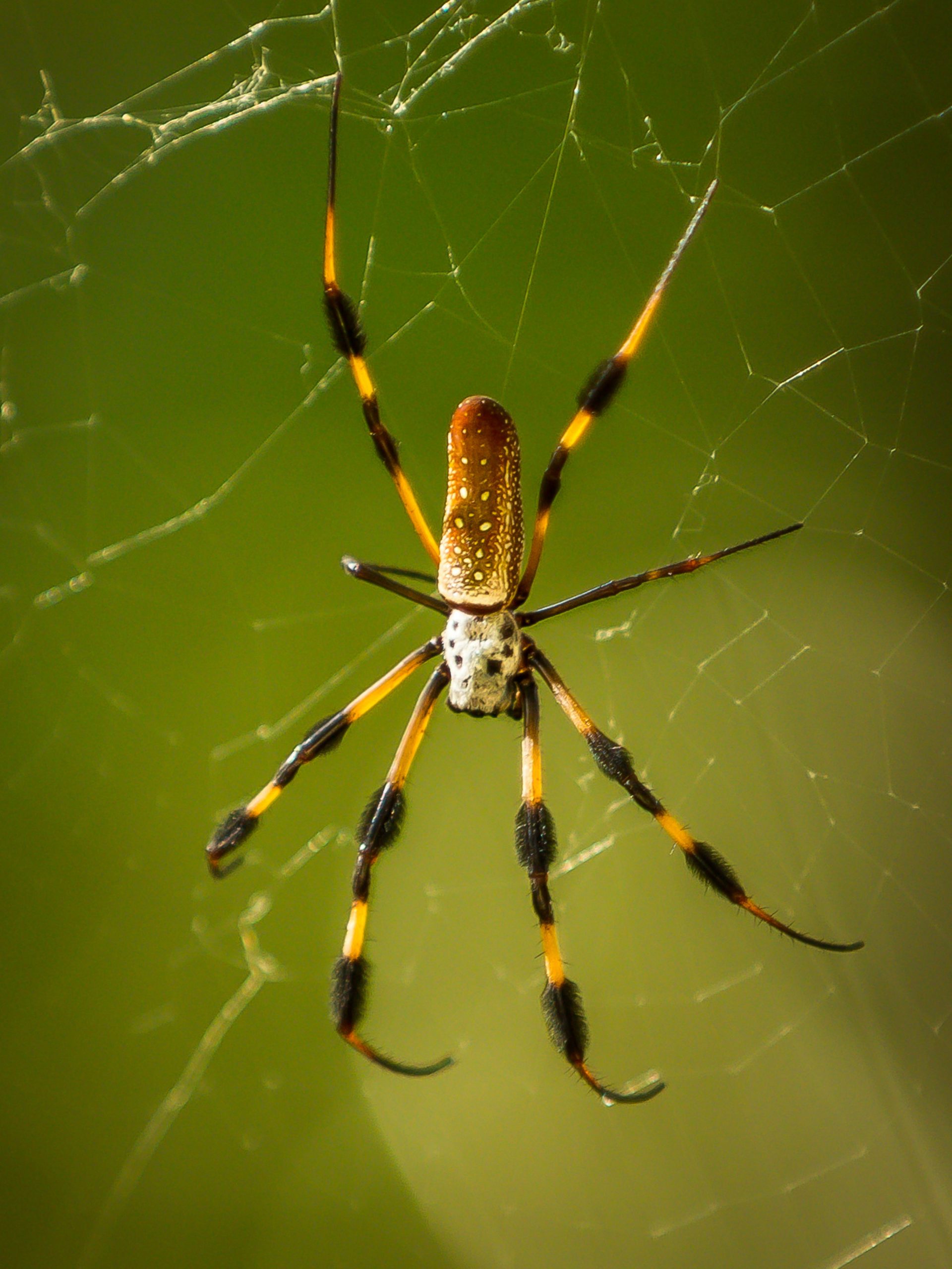 How Do Spiders Make Webs?