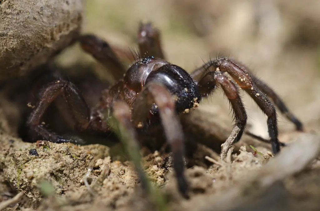 Where do trapdoor spiders live?