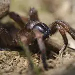 Trapdoor Spider (nemesiidae), Macro Close-up Portrait Liguria.,Italy.