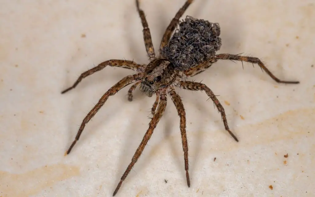 do wolf spiders bite?