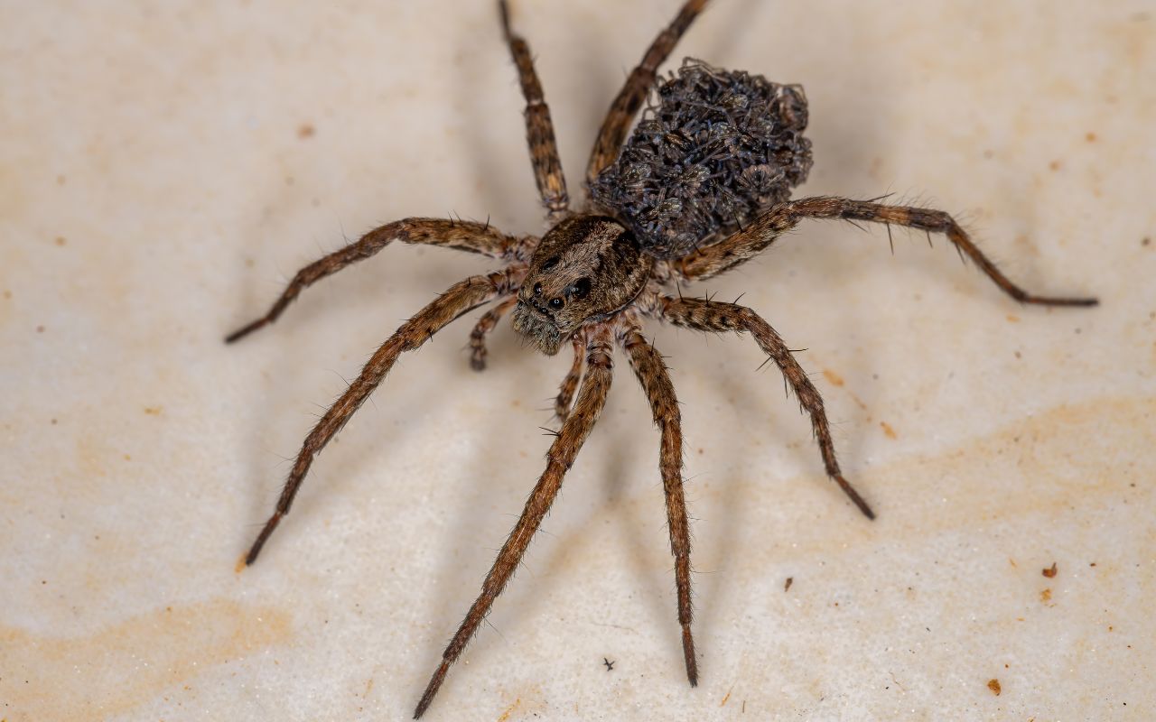 Do Wolf Spiders Bite? - The Spider Blog