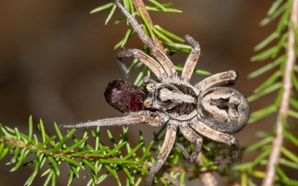 WOLF SPIDER BITES