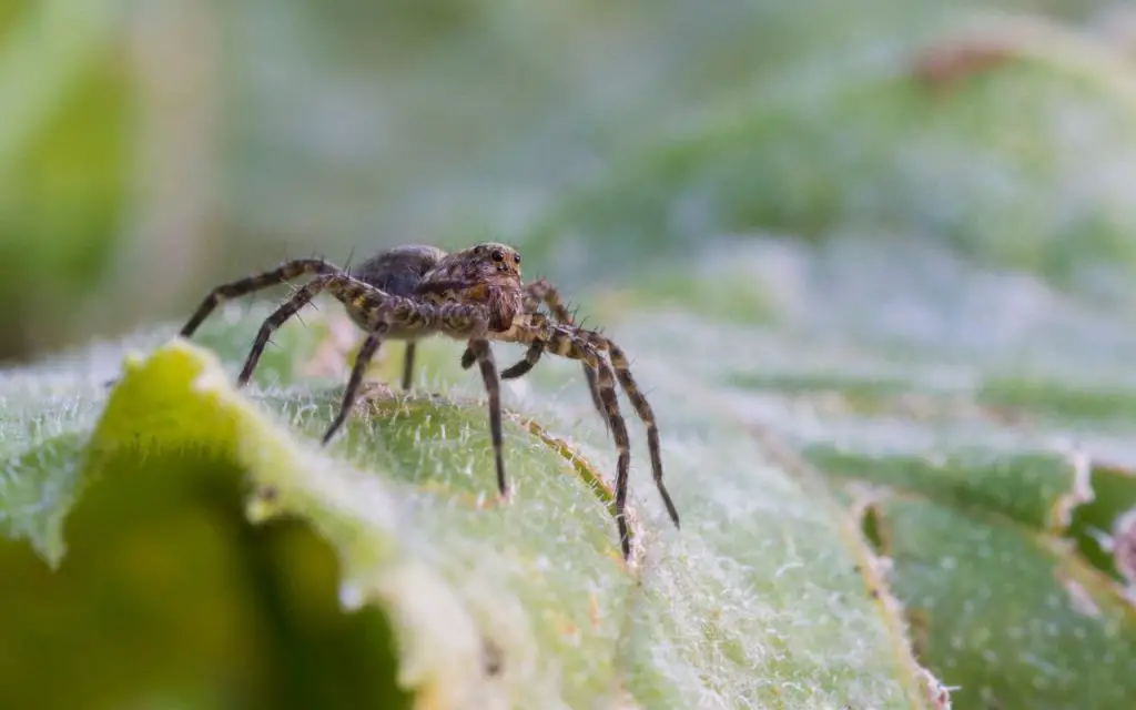 do wolf spiders bite?