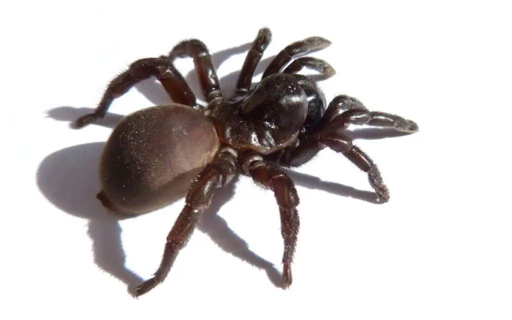 a large adult female trapdoor spider