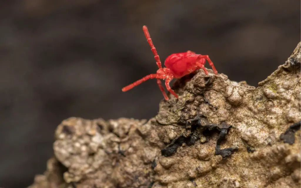 what are the little red spiders?