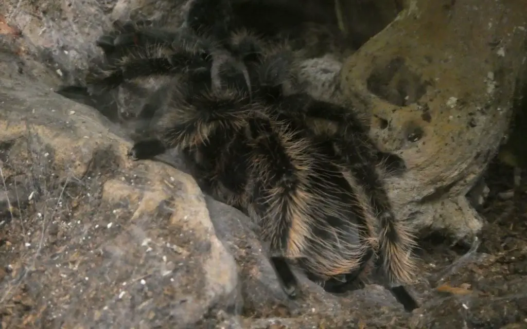 How often do Curly Hair Tarantulas molt?