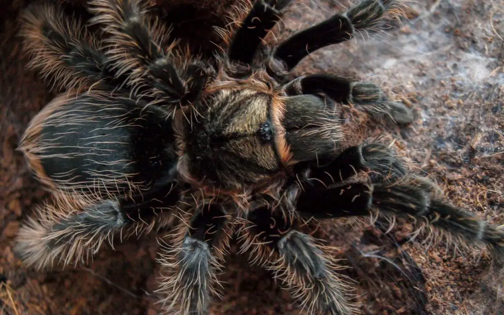 How often do Curly Hair Tarantulas molt?