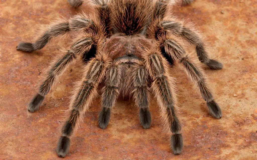 How long do Rose Hair Tarantulas live?