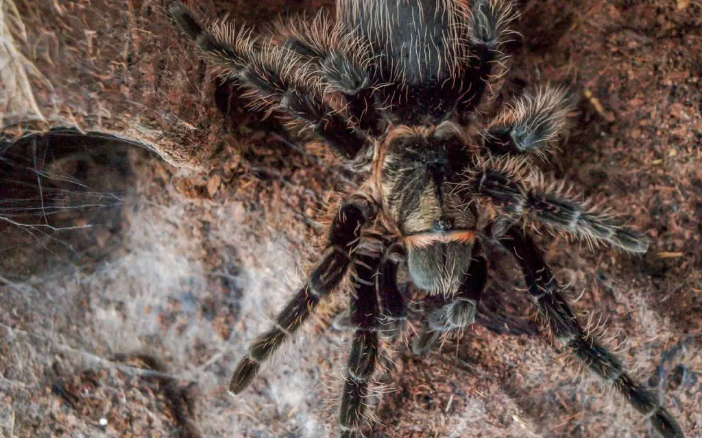 Curly Hair Tarantula facts