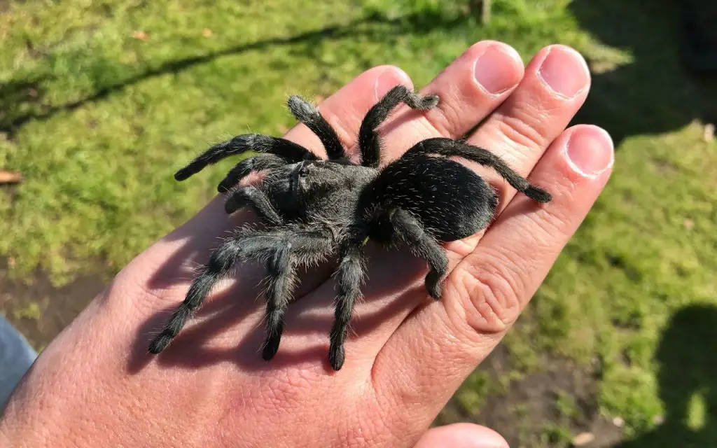 How much do Brazilian Black Tarantulas cost?