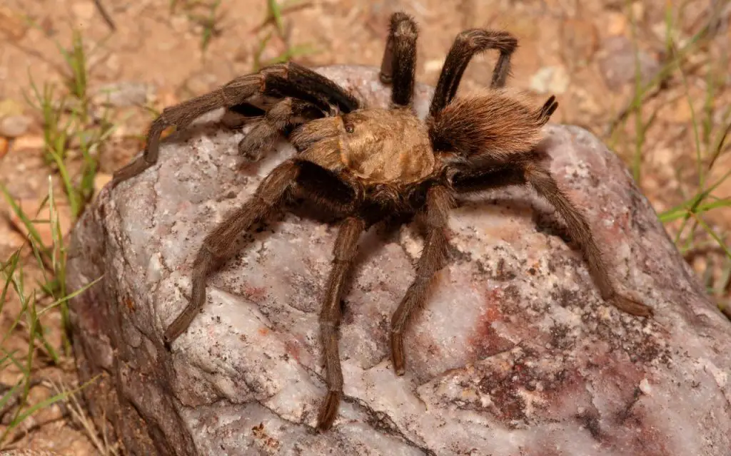 Male Arizona Blonde Tarantula information