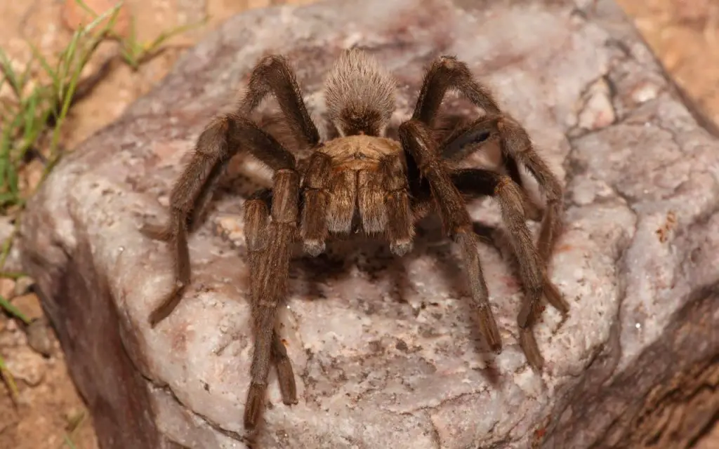 Male Arizona Blonde Tarantula information