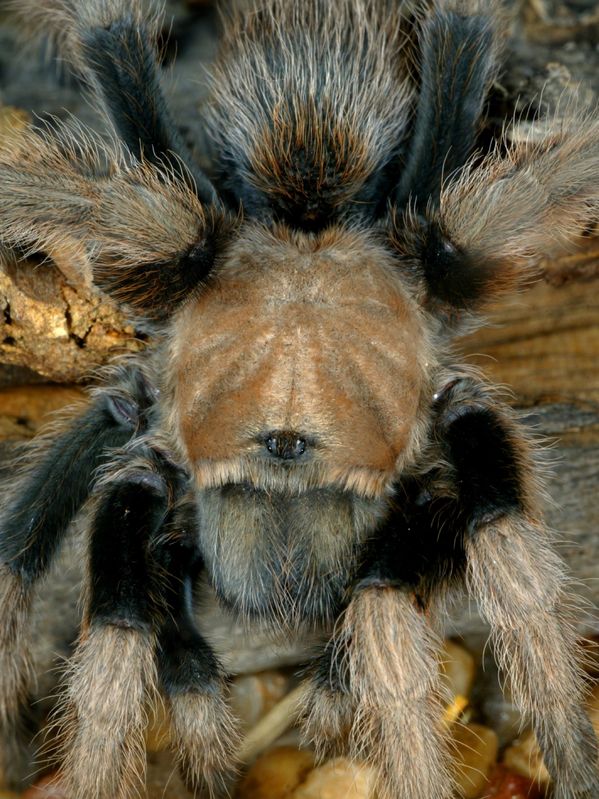 Are arizona blonde tarantulas good for beginners?