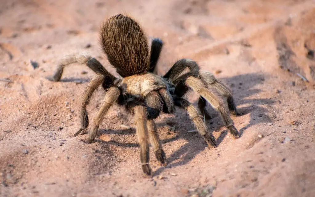 What do Arizona Blonde Tarantulas eat?