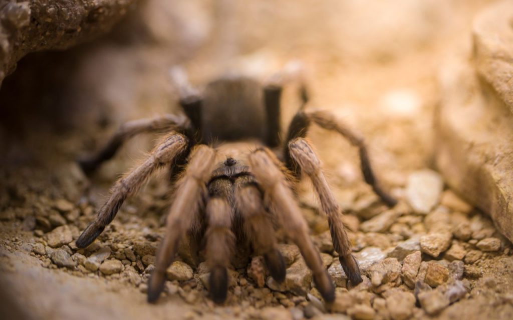 Are Arizona blonde tarantulas good for beginners?