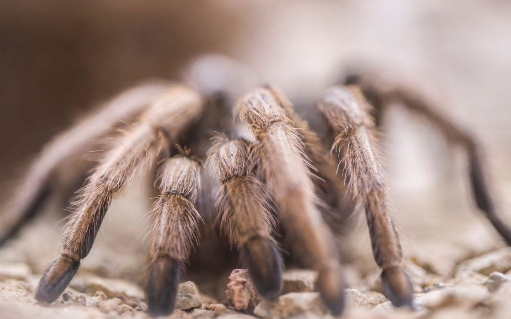 are arizona blonde tarantulas good pets?