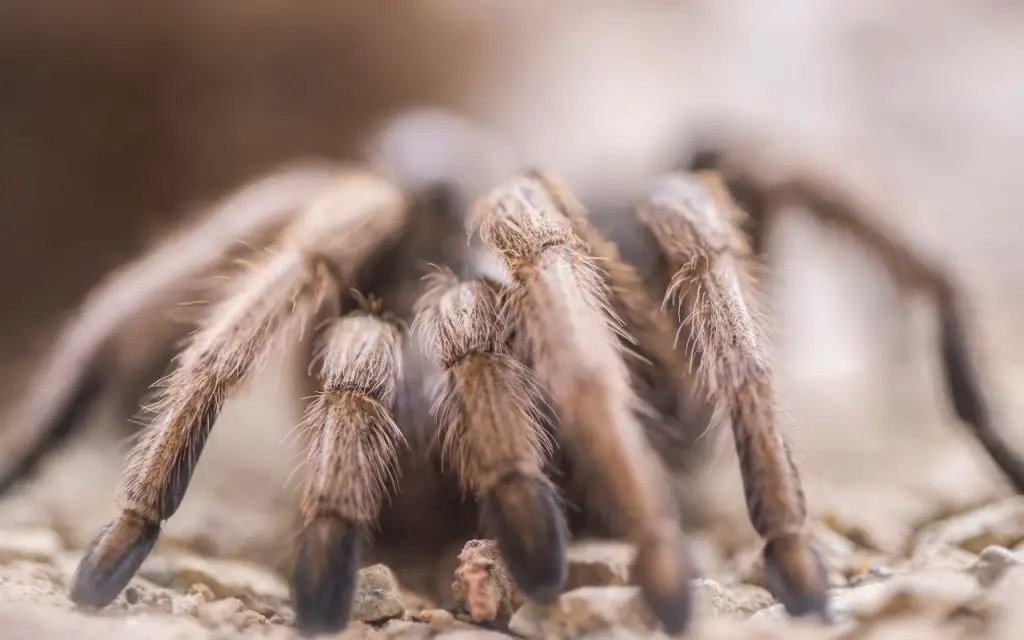 What do Arizona Blonde Tarantulas eat?