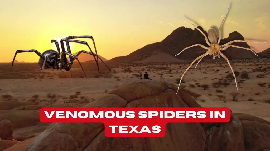 What are some venomous spiders in Texas?