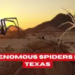 What are some venomous spiders in Texas?