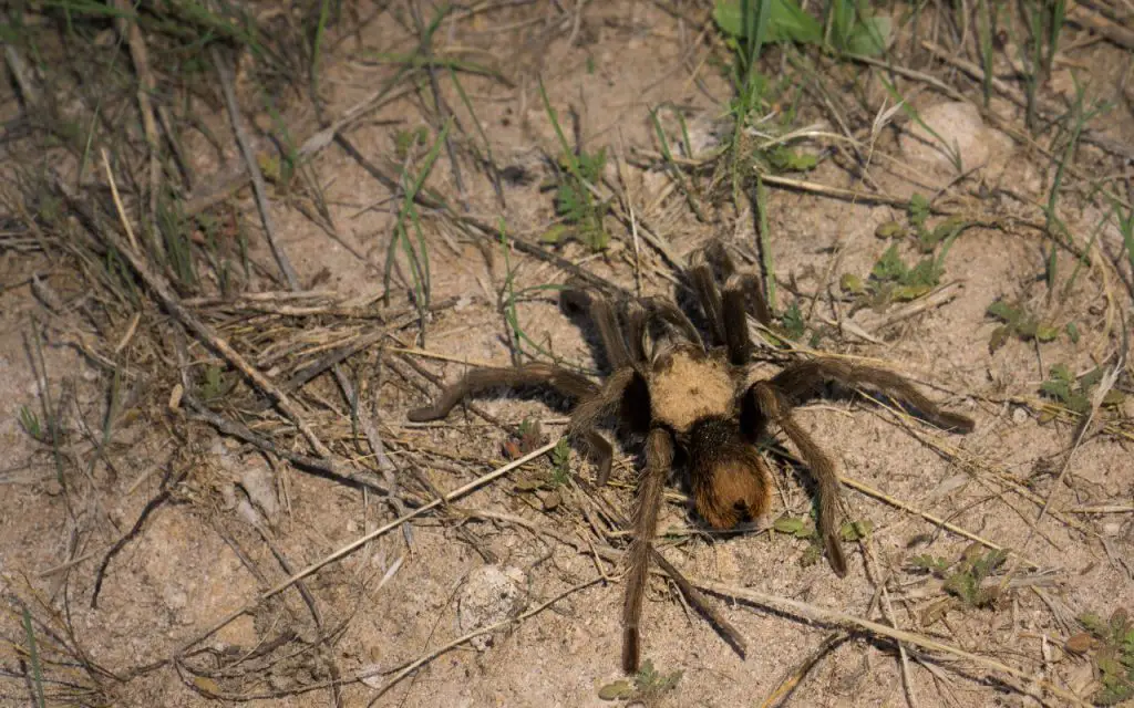 male arizona blonde tarantula information