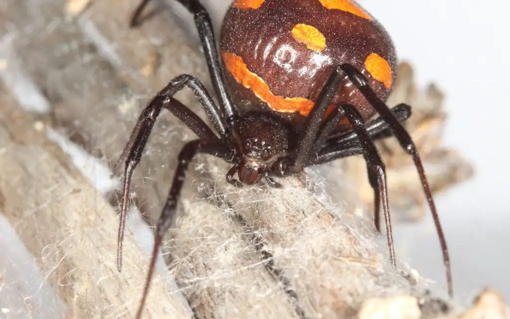 Mediterranean Black Widow Spider Facts