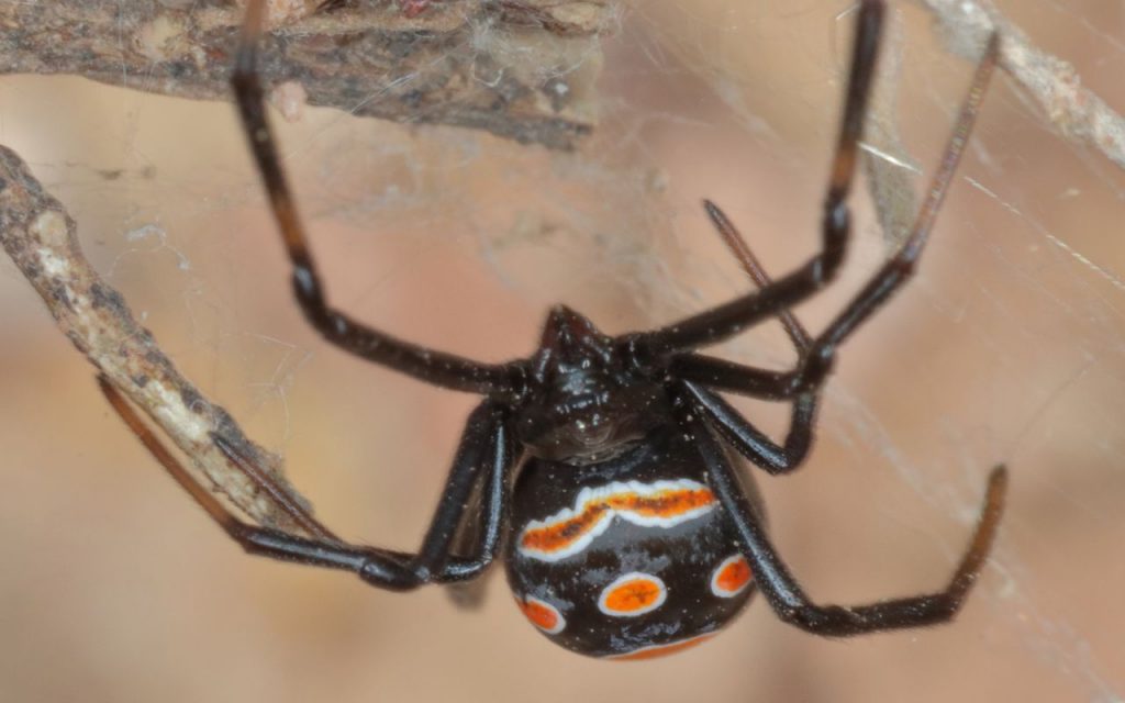 Mediterranean Black Widow Spider Facts