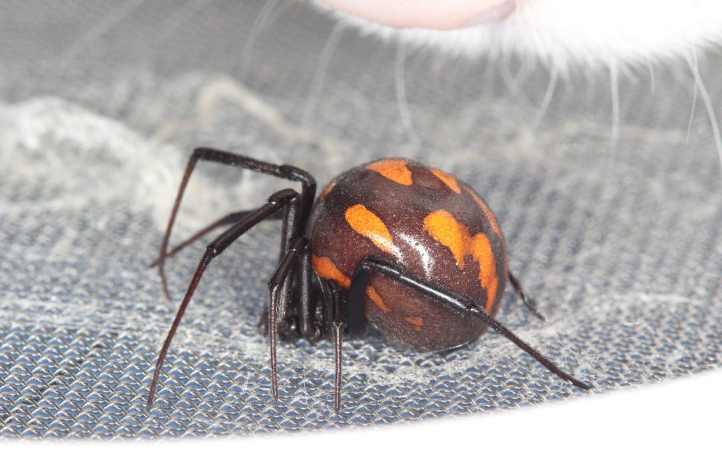 Mediterranean Black Widow Spider Facts