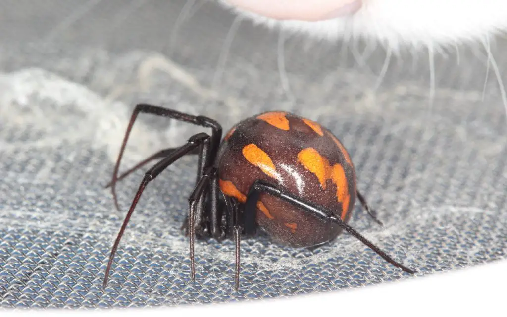 Mediterranean Black Widow Spider Facts