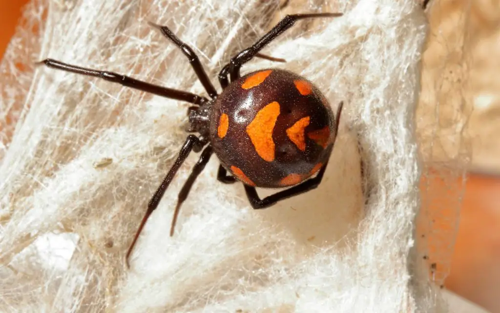 Jumping spider vs. black widow