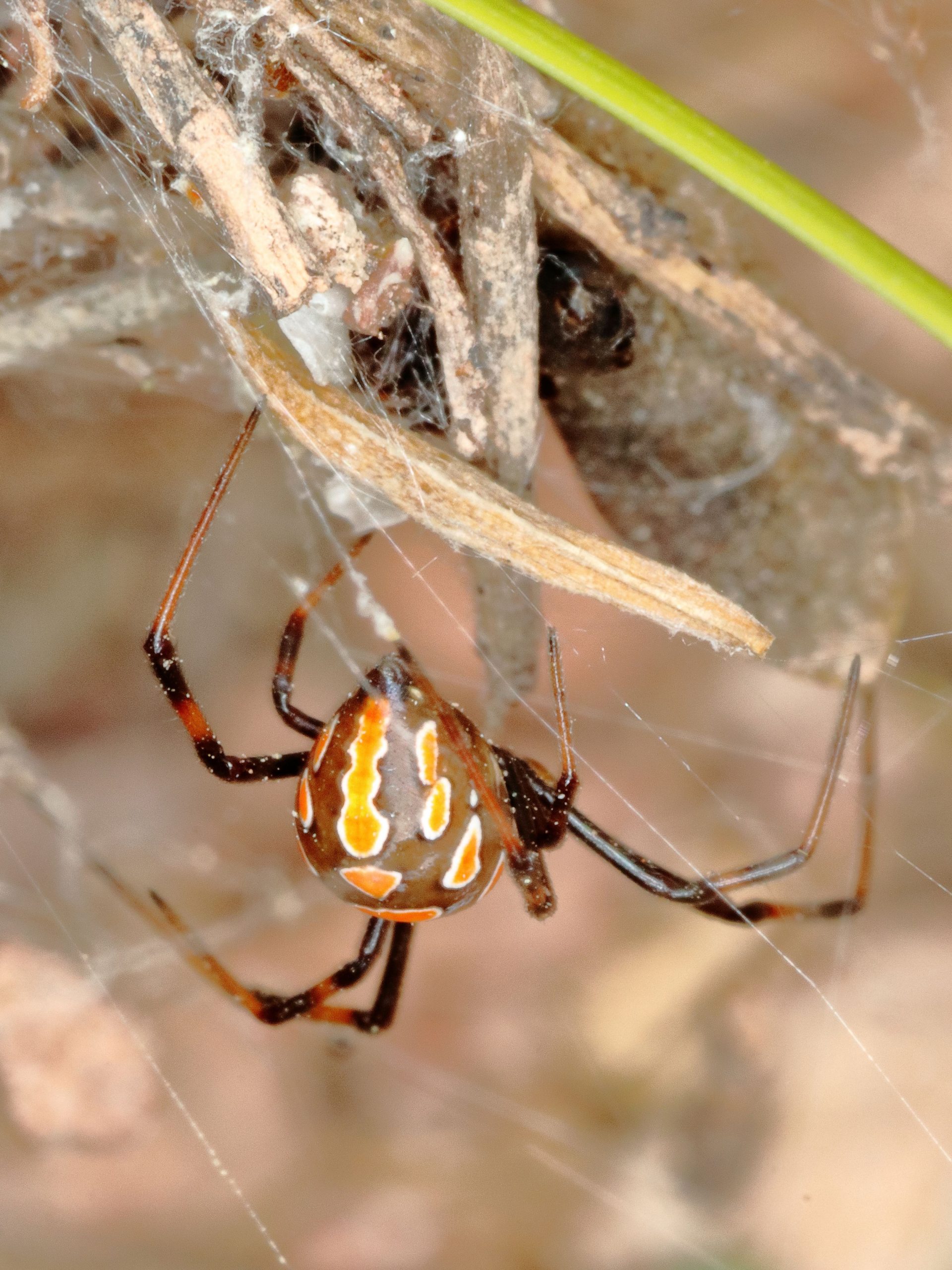 Mediterranean Black Widow Spider Facts