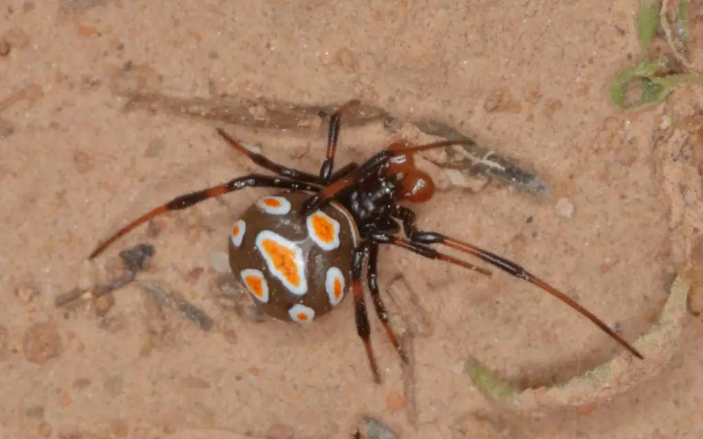 Mediterranean Black Widow Spider Facts