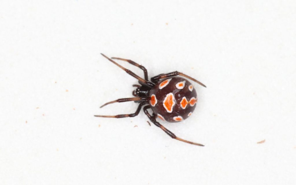 Mediterranean Black Widow Spider Facts