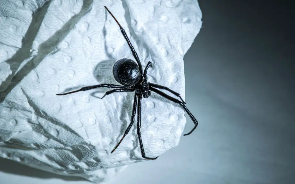 What does a black widow bite look like?