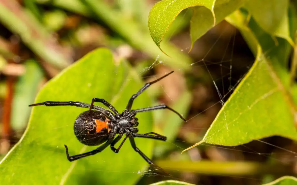 How big is a black widow spider?