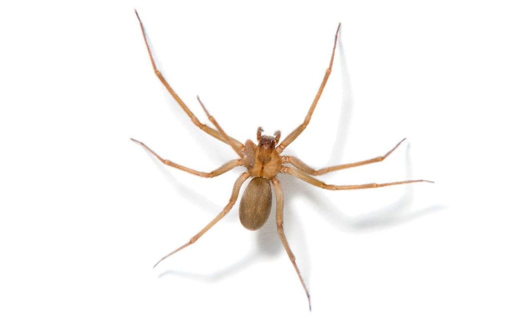 How fast are Brown Recluse Spiders?