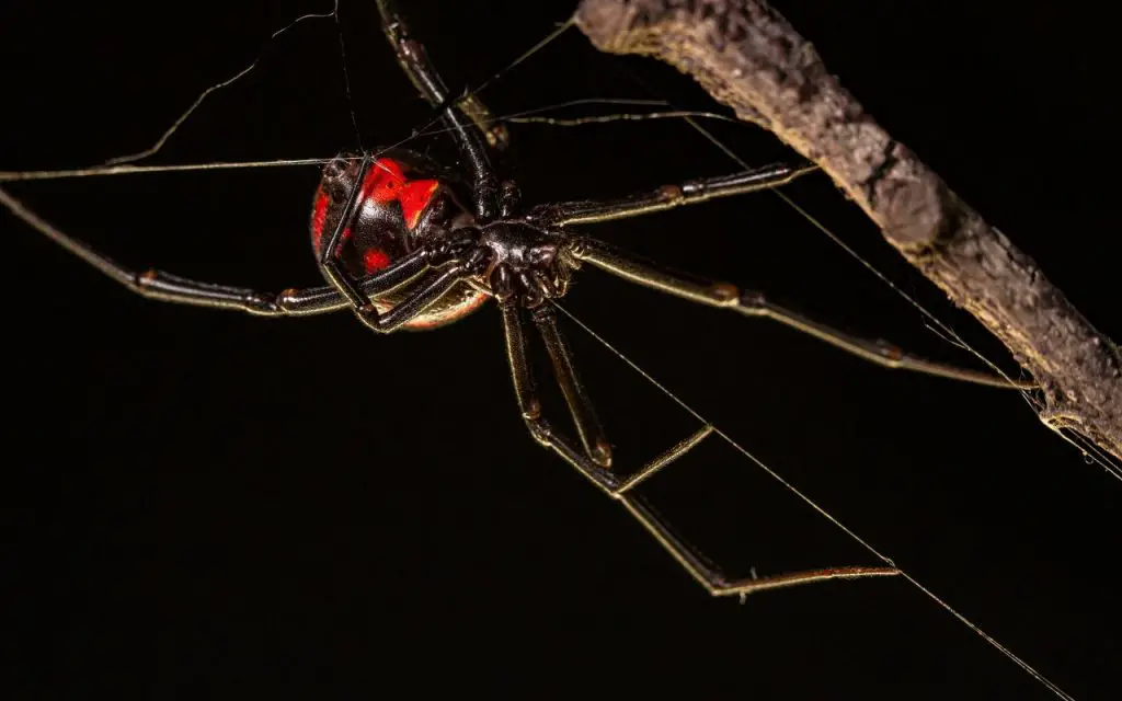 how to tell if a spider is a black widow