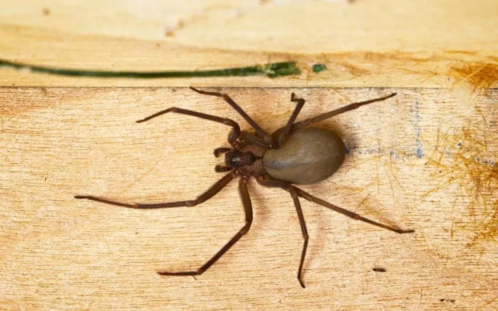 How fast are Brown Recluse Spiders?