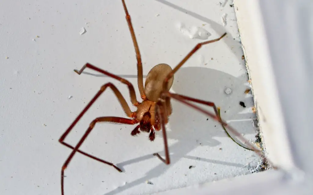 How fast are Brown Recluse Spiders?