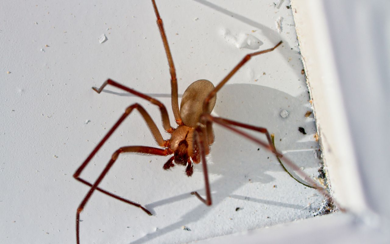 Does Oregon have Brown Recluse spiders? The Spider Blog