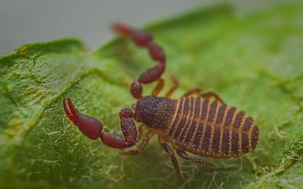 Are there pseudoscorpions in canada?