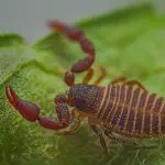 How can pseudoscorpions be helpful to humans?
