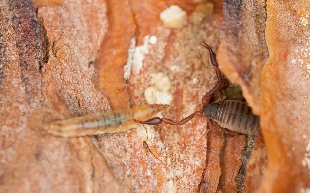 Do pseudoscorpions bite humans?