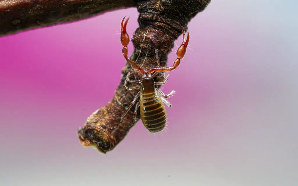 Are there pseudoscorpions in washington state?