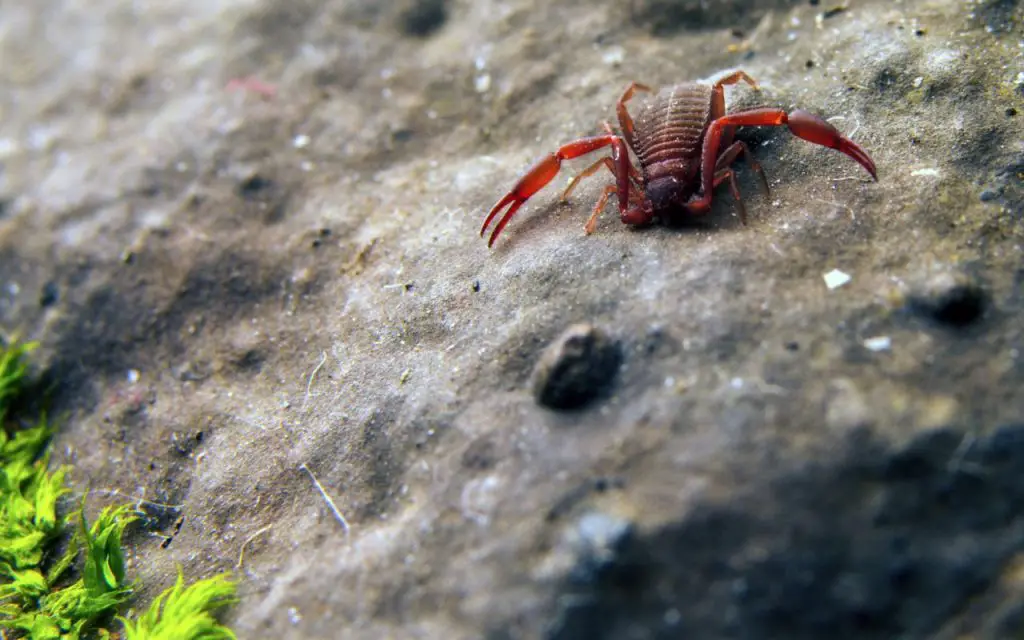 Are there pseudoscorpions in canada?