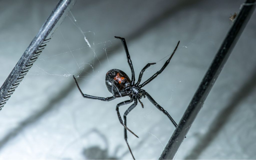 How big is a black widow spider?