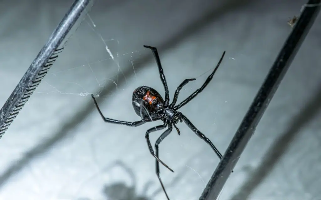 how to tell if a spider is a black widow