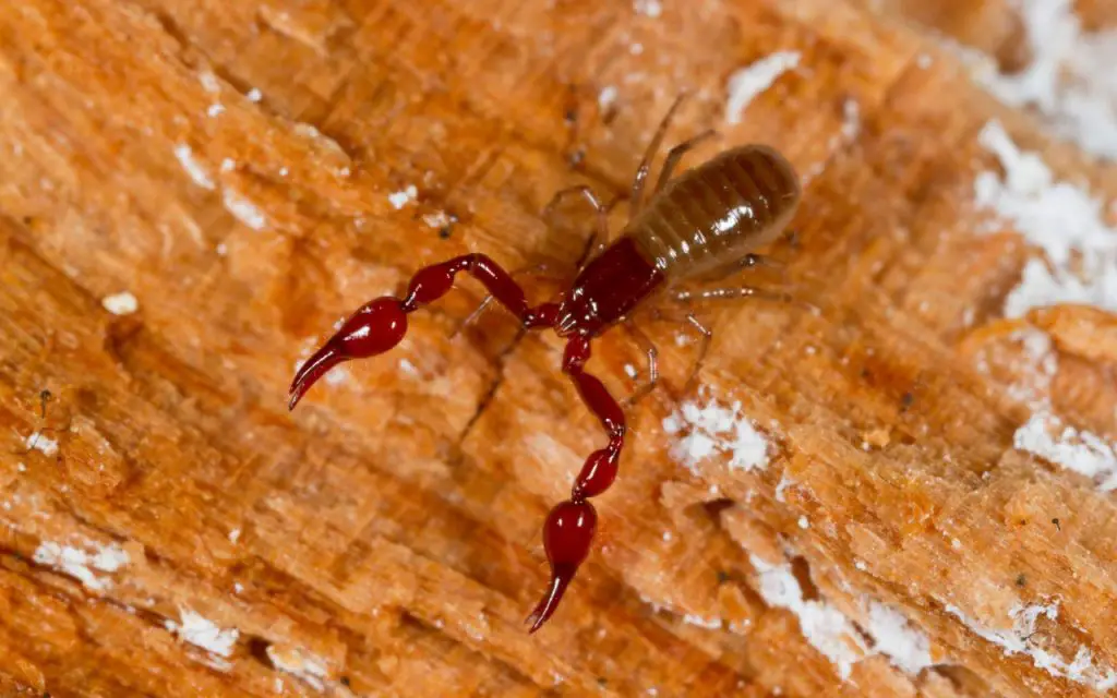 Are there pseudoscorpions in washington state?