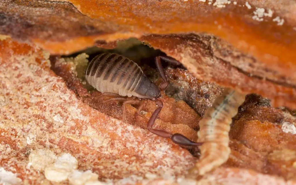 Are there pseudoscorpions in canada?